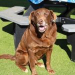 Adoptable (Official) Georgia Dogs for January 29, 2024