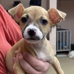 Adoptable (Official) Georgia Dogs for January 30, 2024