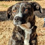 Adoptable (Official) Georgia Dogs for January 31, 2024