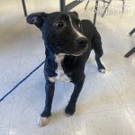 Adoptable (Official) Georgia Dogs for February 2, 2024