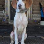 Adoptable (Official) Georgia Dogs for February 5, 2024