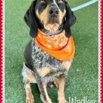 Adoptable (Official) Georgia Dogs for February 6, 2024