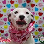Adoptable (Official) Georgia Dogs for February 7, 2024