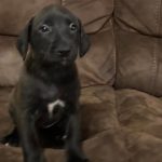 Adoptable (Official) Georgia Dogs for February 9, 2024
