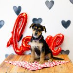 Adoptable (Official) Georgia Dogs for February 12, 2024