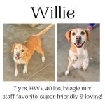 Adoptable (Official) Georgia Dogs for February 13, 2024