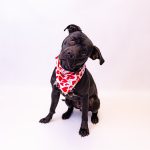 Adoptable (Official) Georgia Dogs for February 14, 2024