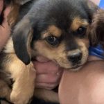 Adoptable (Official) Georgia Dogs for February 16, 2024