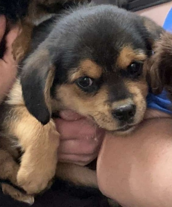 Dog adoption GaPundit