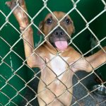 Adoptable (Official) Georgia Dogs for February 19, 2024