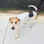 Adoptable (Official) Georgia Dogs for February 20, 2024