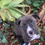 Adoptable (Official) Georgia Dogs for February 21, 2024