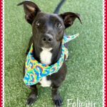 Adoptable (Official) Georgia Dogs for February 23, 2024