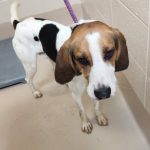 Adoptable (Official) Georgia Dogs for February 27, 2024