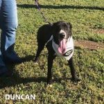 Adoptable (Official) Georgia Dogs for February 28, 2024