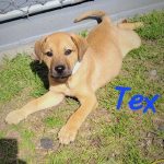 Adoptable (Official) Georgia Dogs for March 1, 2024