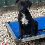 Adoptable (Official) Georgia Dogs for March 4, 2024
