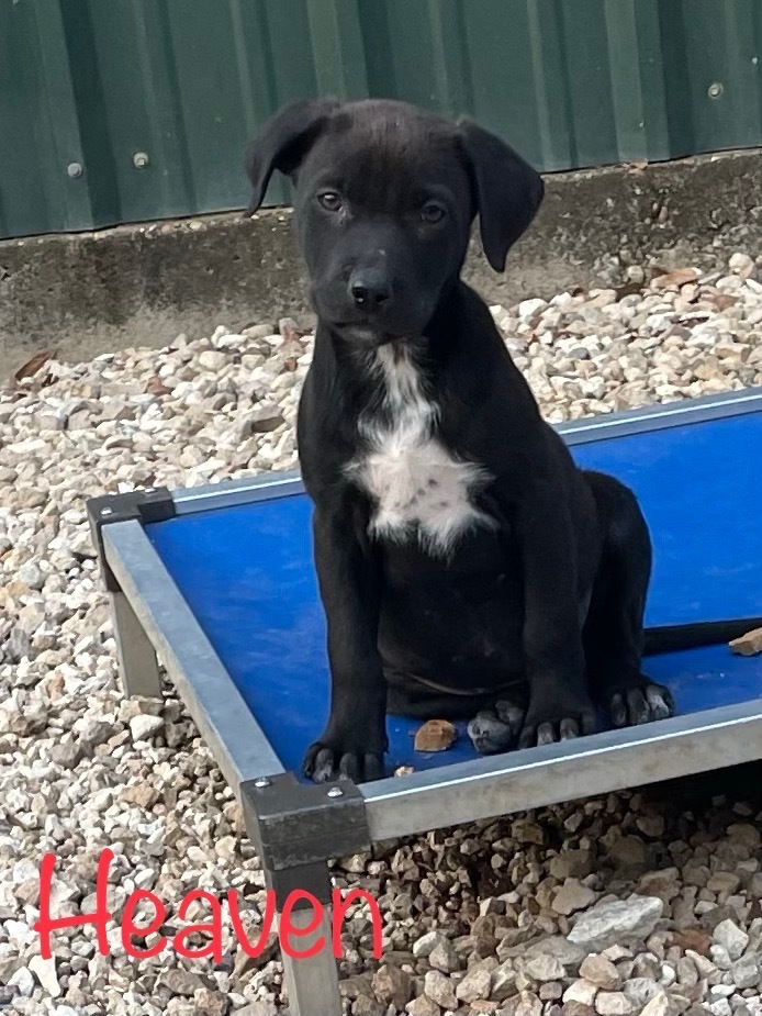 Adoptable (Official) Dogs for March 4, 2024 GaPundit