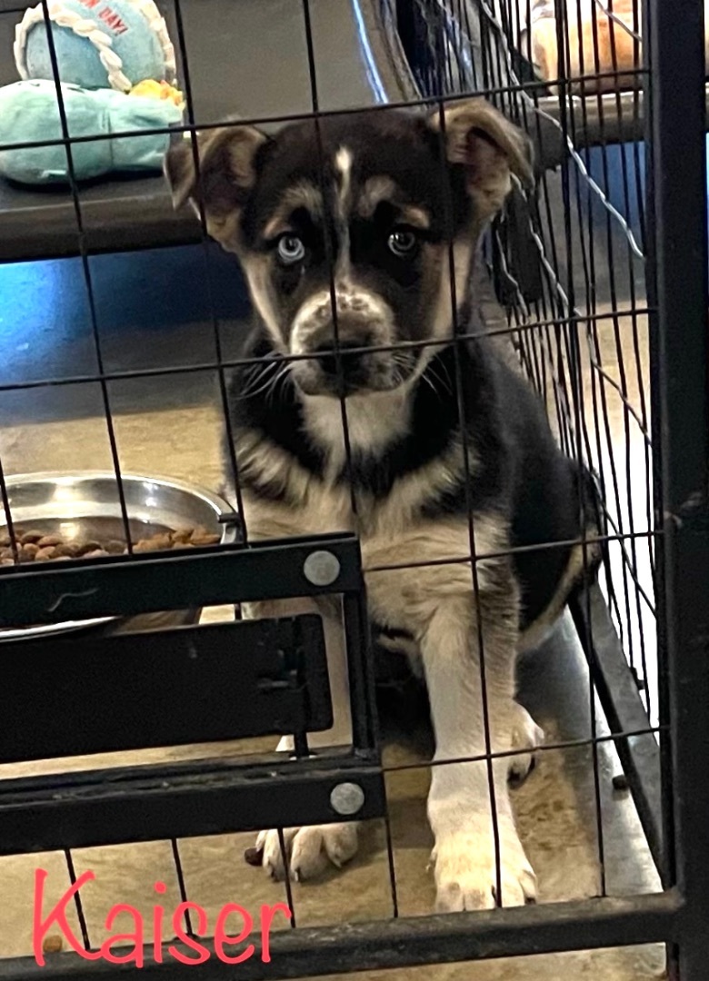 Adoptable (Official) Dogs for March 4, 2024 GaPundit