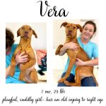 Adoptable (Official) Georgia Dogs for March 5, 2024