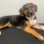 Adoptable (Official) Georgia Dogs for March 6, 2024