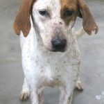 Adoptable (Official) Georgia Dogs for March 8, 2024