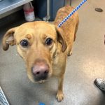 Adoptable (Official) Georgia Dogs for March 11, 2024