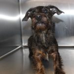 Adoptable (Official) Georgia Dogs for March 12, 2024