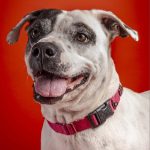 Adoptable (Official) Georgia Dogs for March 15, 2024