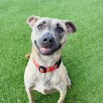 Adoptable (Official) Georgia Dogs for March 18, 2024