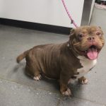 Adoptable (Official) Georgia Dogs for March 19, 2024