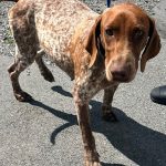 Adoptable (Official) Georgia Dogs for March 20, 2024