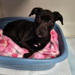 Adoptable (Official) Georgia Dogs for March 22, 2024