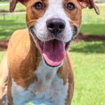 Adoptable (Official) Georgia Dogs for March 25, 2024