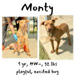Adoptable (Official) Georgia Dogs for March 26, 2024