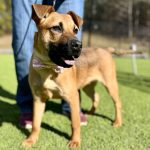 Adoptable (Official) Georgia Dogs for March 27, 2024