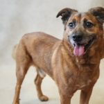 Adoptable (Official) Georgia Dogs for March 29, 2024