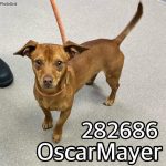 Adoptable (Official) Georgia Dogs for April 1, 2024