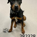 Adoptable (Official) Georgia Dogs for April 3, 2024