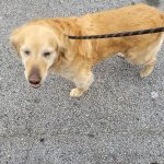 Adoptable (Official) Georgia Dogs for April 5, 2024