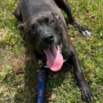 Adoptable (Official) Georgia Dogs for April 8, 2024