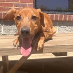 Adoptable (Official) Georgia Dogs for April 9, 2024