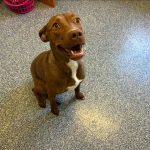 Adoptable (Official) Georgia Dogs for April 10, 2024
