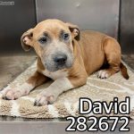 Adoptable (Official) Georgia Dogs for April 12, 2024