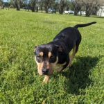 Adoptable (Official) Georgia Dogs for April 15, 2024