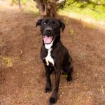 Adoptable (Official) Georgia Dogs for April 16, 2024