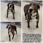 Adoptable (Official) Georgia Dogs for April 19, 2024