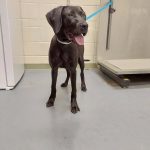 Adoptable (Official) Georgia Dogs for April 22, 2024