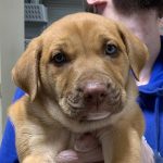 Adoptable (Official) Georgia Dogs for April 23, 2024