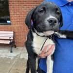 Adoptable (Official) Georgia Dogs for April 24, 2024